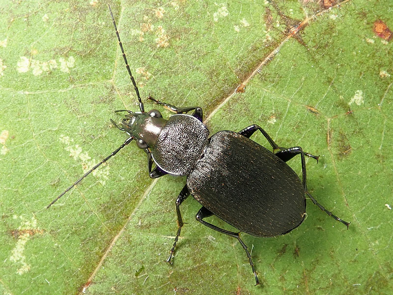 Carabidae da identificare 2: Chlaeniellus tristis